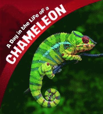 Cover for Lisa J. Amstutz · A Day in the Life of a Chameleon - A Day in the Life (Hardcover Book) (2019)