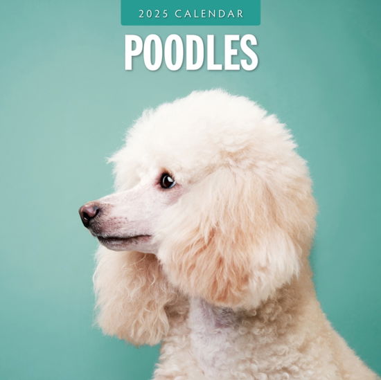 Cover for Red Robin · Poodles 2025 Square Wall Calendars (Paperback Book) (2024)