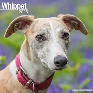 Cover for Whippet Calendar 2026  Square Dog Breed Wall Calendar - 16 Month (Calendar) (2025)