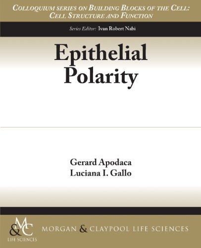 Cover for Gerard Apodaca · Epithelial Polarity - Colloquium Series on Building Blocks of the Cell: Cell Structure and Function (Paperback Book) (2013)
