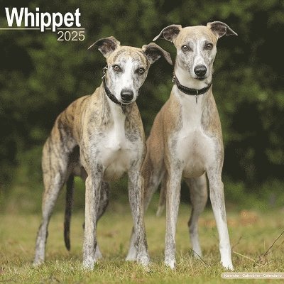 Cover for Whippet Calendar 2025 Square Dog Breed Wall Calendar - 16 Month (Kalender) (2024)