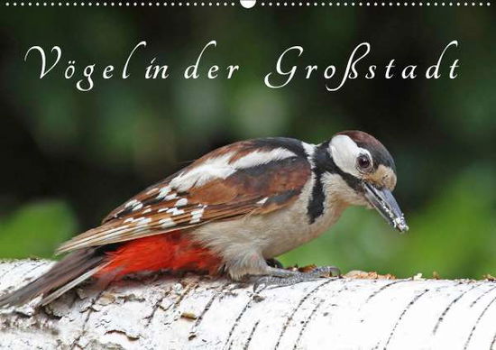 Cover for Konieczka · Vögel in der Großstadt (Wandk (Book)