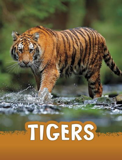 Tigers - Animals - Jaclyn Jaycox - Books - Capstone Global Library Ltd - 9781398224995 - September 14, 2023