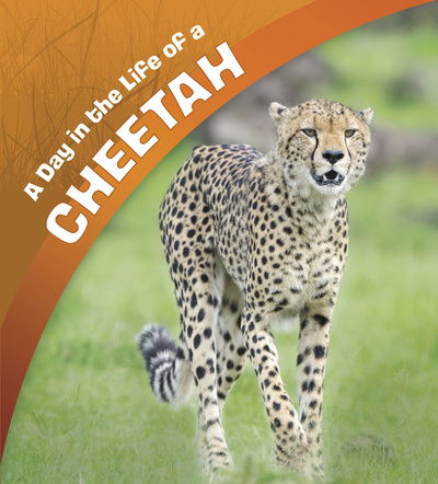 Cover for Lisa J. Amstutz · A Day in the Life of a Cheetah - A Day in the Life (Paperback Book) (2020)