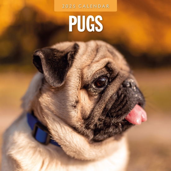 Cover for Red Robin · Pugs 2025 Square Wall Calendar (Paperback Book) (2024)