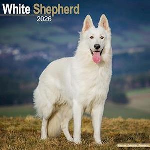 Cover for White Shepherd Calendar 2026  Square Dog Breed Wall Calendar - 16 Month (Calendar) (2025)