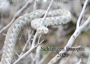 Cover for Wilms · Schlangen Europas (Wandkalender 2 (Book)