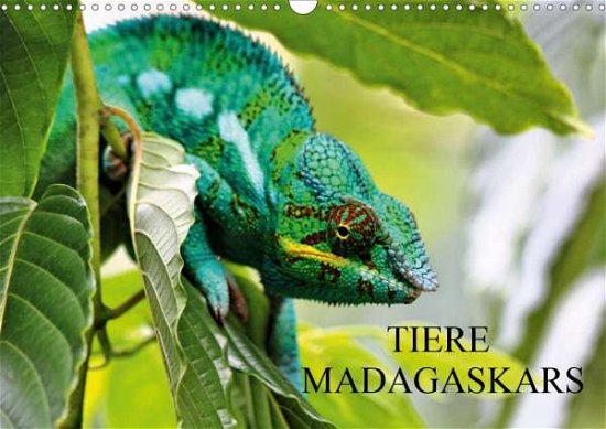 Tiere Madagaskars (Wandkalender 20 - Baur - Książki -  - 9783670878995 - 