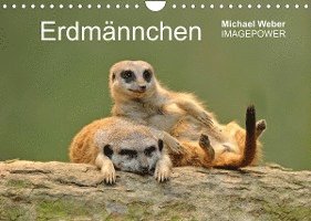 Cover for Michael Weber · Erdmännchen - Tierkinder (Wandkalender 2022 DIN A4 quer) (Kalender) (2021)