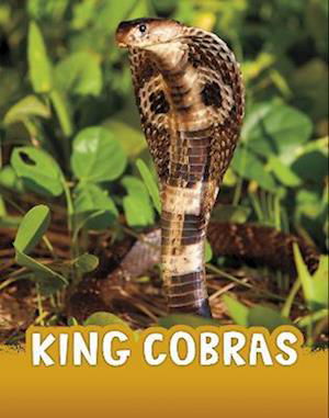 Cover for Jaclyn Jaycox · King Cobras - Animals (Hardcover Book) (2023)
