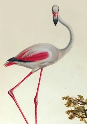 Cover for Aubriet-c · Carnet Blanc, Flamant Rose (Paperback Book) (2016)