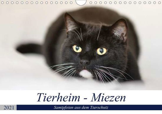 Tierheim - Miezen (Wandkalen - Metternich - Books -  - 9783671832996 - 