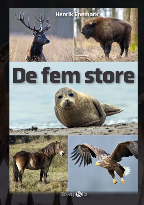 Cover for Henrik Enemark · Maxi: De fem store (Hardcover Book) [1st edition] (2020)
