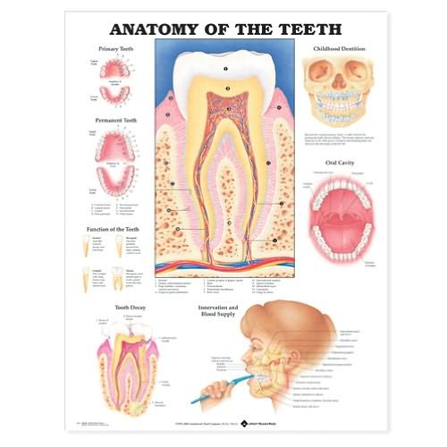 Cover for Anatomical Chart Com · Anatomy of the Teeth Anatomical Chart (Map) (2000)