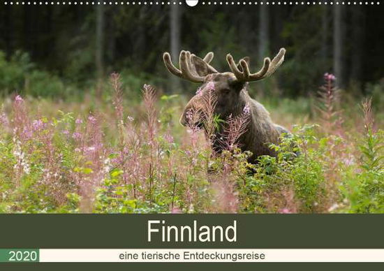 Cover for Wünsch · Finnland: eine tierische Entdeck (Book)